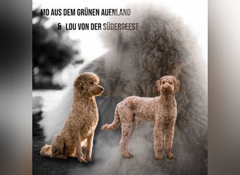 Grosspudel Königspudel Pudelwelpen