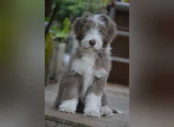 · BEARDED COLLlE WELPEN  · Ein faible für das Besondere!