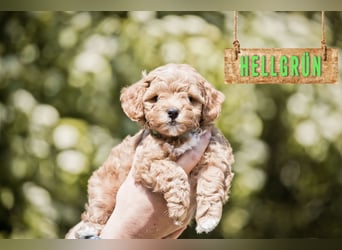 5 Wunderschöne Maltipoo-Welpen suchen ein neues, liebevolles Zuhause!
