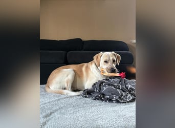 Nacho in 09618 Brand- Erbisdorf sucht sein Zuhause