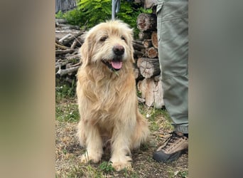 Buddy, geboren 01.04.2024, 50cm sucht seine Menschen