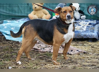 Calypso sucht ein Zuhause