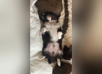 Langhaar-Chihuahuas mit Ahnentafel in schoko (weiß)