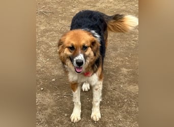 Kathi sucht liebevolles und verständnisvolles Zuhause!