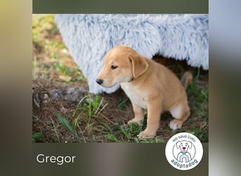 Gregor: Hundekind sucht ein Zuhause