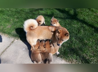 Wurfankündigung - Oktober 24 - Reinrassige Shiba - Inu Welpen! Langjährige Shiba-Liebe!