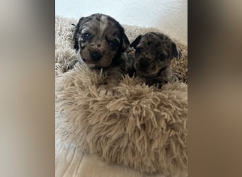 Chihuahua mix Welpen