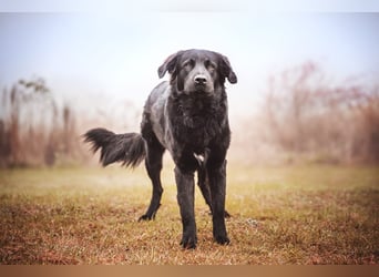 Kaukase-Hovawart Mix sucht neues Zuhause