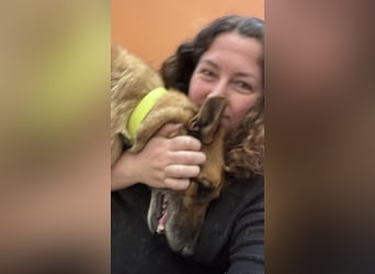 Schäferhundmix MADDOX sucht seine eigene Familie!