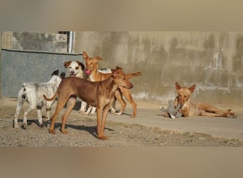 CARLA-alle lieben diese Kuschelmaus - wo ist ihre liebevolle Familie?