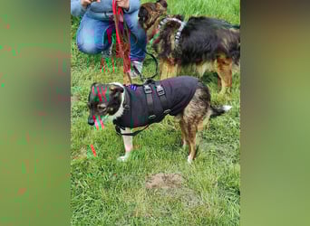 ♥KARLO♥ auf Pflegestelle bei Köln - süßer, verschmuster, dankbarer dreibeiniger Schatz 46 cm