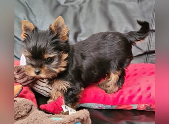 Yorkshire-Terrier Welpen,  reinrassig mit Ahnentafel sofort abgabebereit