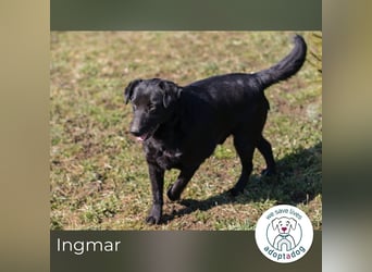 Ingmar: Dein treuer Begleiter!