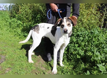 Luigi, Mix Jack Russel Terrier / Beagle , lieb und verträglich