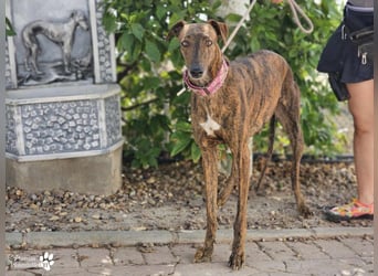 Elonia - auch für Galgoanfänger geeignet
