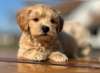 Rarität. Echte Teddybär Maltipoo Welpen in tollem Apricot abzugeben. Malteser/Pudel