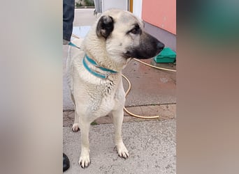 Zatanna liebe, verträgliche Kangal Mischling Hündin sucht Zuhause oder Pflegestelle
