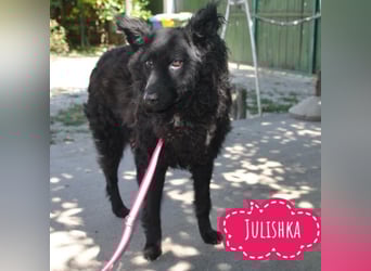 Julishka die sanfte im Tierheim