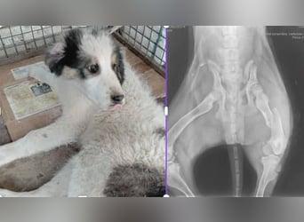 BOOMER - wer schenkt dem großen Jungen mit dem großen Herz ein liebevolles Zuhause?