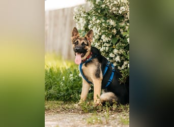 Verspielte Samantha sucht ihre Familie