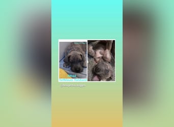 Deutsche Doggen Welpen US Linie Sonderfarben