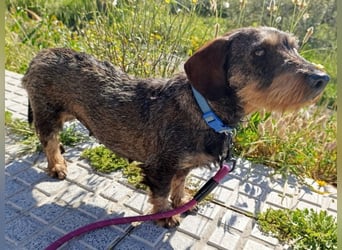 Chapi wartet auf ihre neue Familie