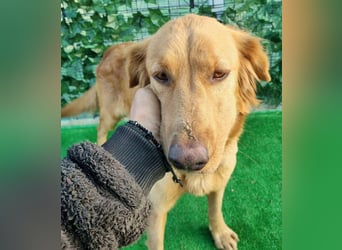 Lara – wunderschönes Retriever Mix Mädchen