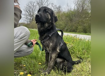 Monty braucht Liebe