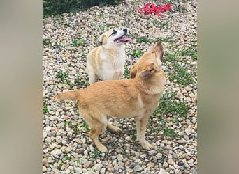 LEILA sucht eine Familie