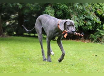 Aris aus Mönchengladbach - wunderschöner Deutscher Doggen Bub!