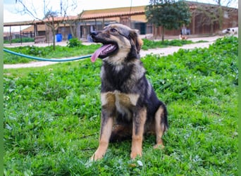 Roslyn, Mix Collie / Schäferhund, lieb und verträglich