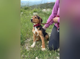 Tadeus sucht sein Körbchen (59514 Welver)