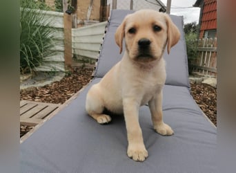 Reinrassige Labradorwelpin hell