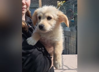 ⭐️MARTA⭐️, Hündin, 3 Monate, 23 cm, Mischling, Tierschutz