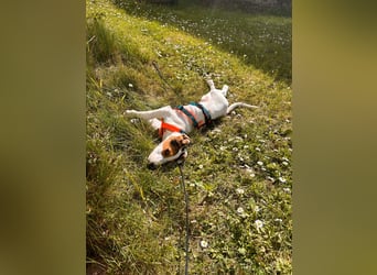 Beagle Mischlingswelpe GEORGY (Dezember 2024) sucht eine eigene Familie