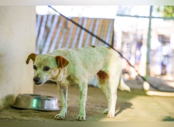 Adela – kleine Hundedame sucht ihr erstes richtiges Zuhause
