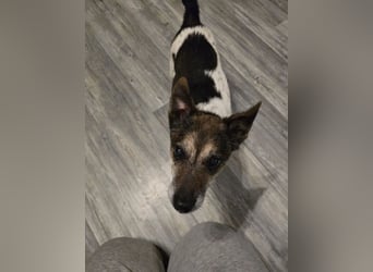 Milo sucht sein endgültiges Zuhause