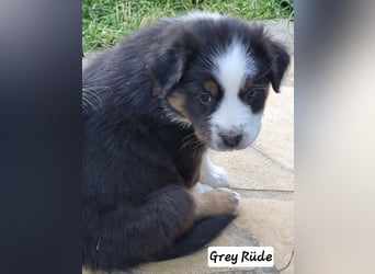 Australian Shepherd Welpen