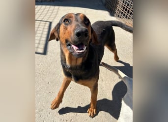 Levi ❤️ Bracke-Mix, verspielt+ aufgeschlossen