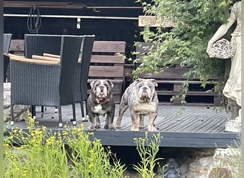 Willi u.Agnes, English Englische Bulldogge, reinrassig, Papiere, Ahnentafel, Gesundheitszeugnis lieb