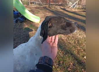 Kunta Kinte - ein ganz besonderer, freundlicher und gehorsamer Hund sucht ein liebevolles Zuhause 