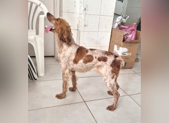 Hilde Mischlingshündin ca. 2 Jahre alt in Griechenland