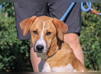 Arnie, Mix Labrador / Podengo