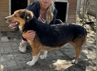♥MORITZ♥ wunderschöner kleiner Sonnenschein, der sich unter den großen Hunden behaupten muss 40 cm