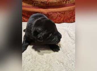 Labrador Schäferhund Mischlings Welpen