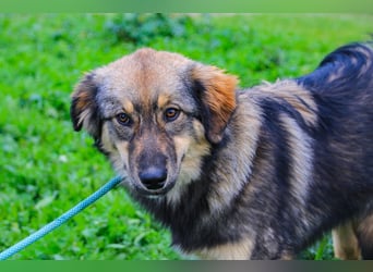 Roslyn, Mix Collie / Schäferhund, lieb und verträglich