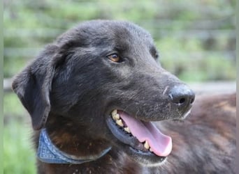 Vigor - sanfter Hundemann mit langen Beinchen