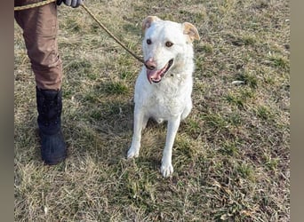 Mirko, geb. 15.10.2021, 61 cm, sucht seine Menschen