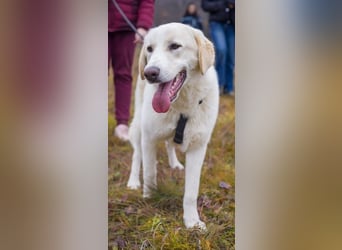 Kian - zurückhaltender,unsicherer Herdenschutzhund-Mix Rüde / Pflegestelle in Eslohe
