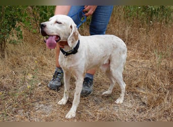 Marcel,  Setter-Mix, lieb und sozial